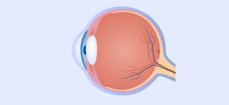 anatomia do olho