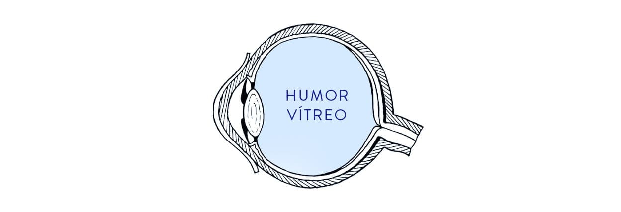 Humor vítreo função e principais riscos Lenscope