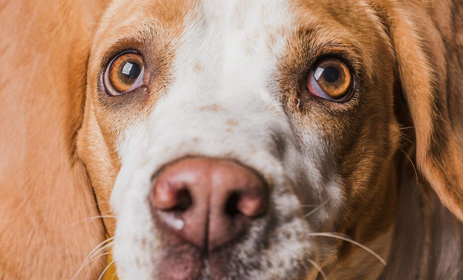 Cirurgia de catarata em cachorro: como é realizada